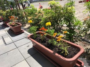 高岡駅前東地区にならび終えたフラワーポット。