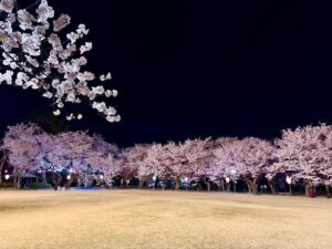 古城公園・お竹藪　満開の夜桜